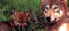 red wolf