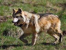 Mexican Wolf